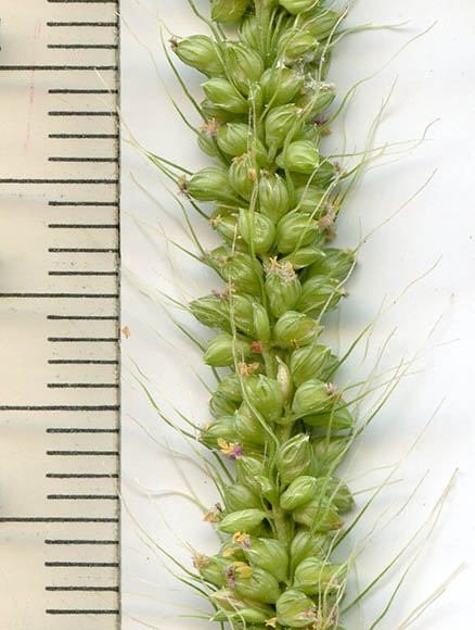  Setaria macrostachya